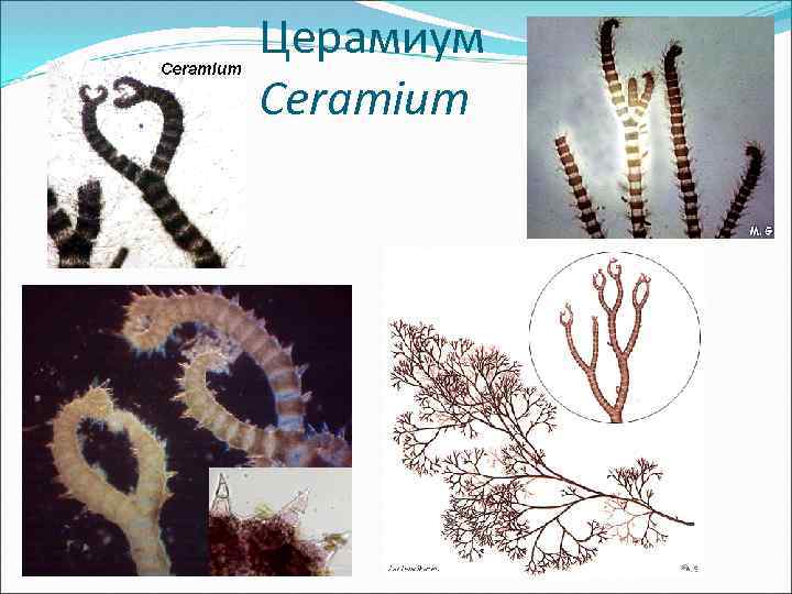 Церамиум Ceramium 
