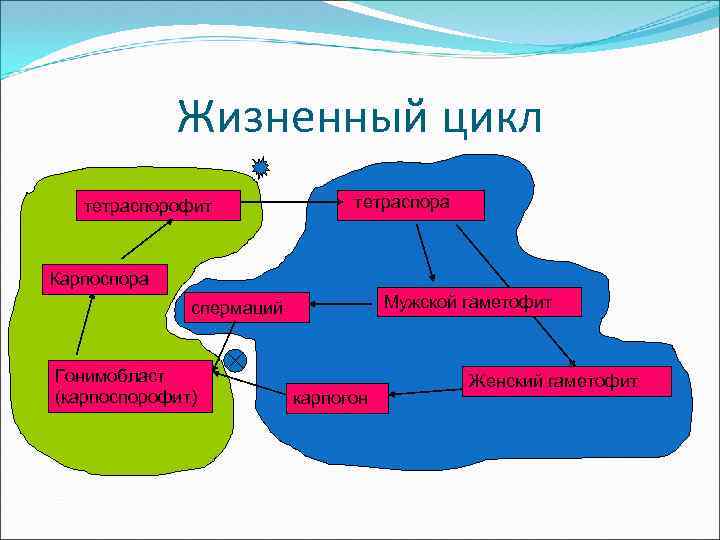 Жизненный цикл тетраспорофит тетраспора Карпоспора Мужской гаметофит спермаций Гонимобласт (карпоспорофит) карпогон Женский гаметофит 