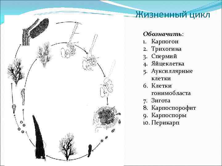 Жизненный цикл Обозначить: 1. Карпогон 2. Трихогина 3. Спермий 4. Яйцеклетка 5. Ауксиллярные клетки