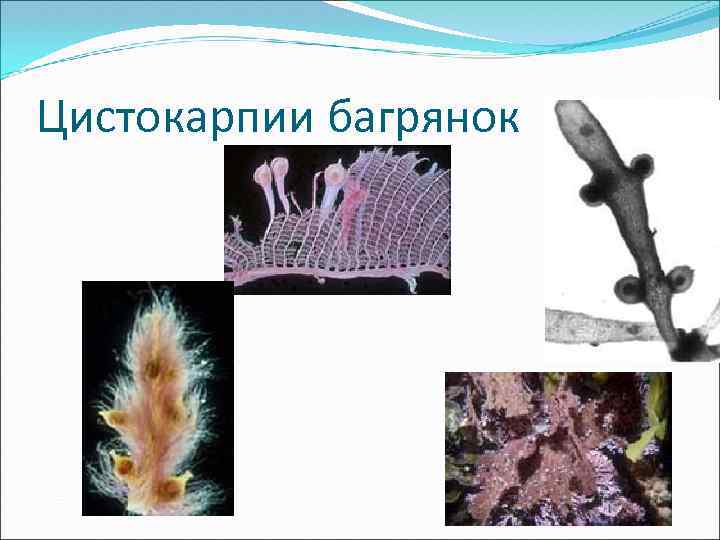 Цистокарпии багрянок 