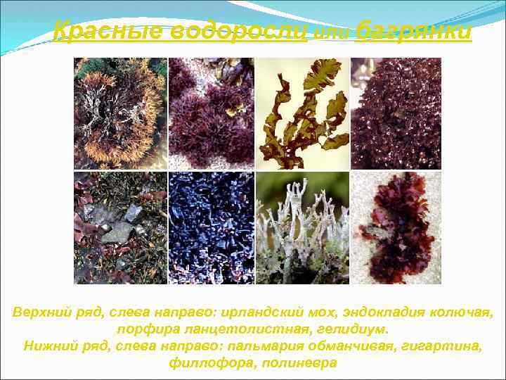 Красные водоросли или багрянки Верхний ряд, слева направо: ирландский мох, эндокладия колючая, порфира ланцетолистная,