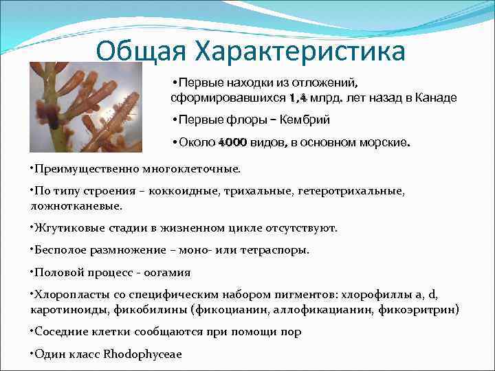 Общая Характеристика • Первые находки из отложений, сформировавшихся 1, 4 млрд. лет назад в