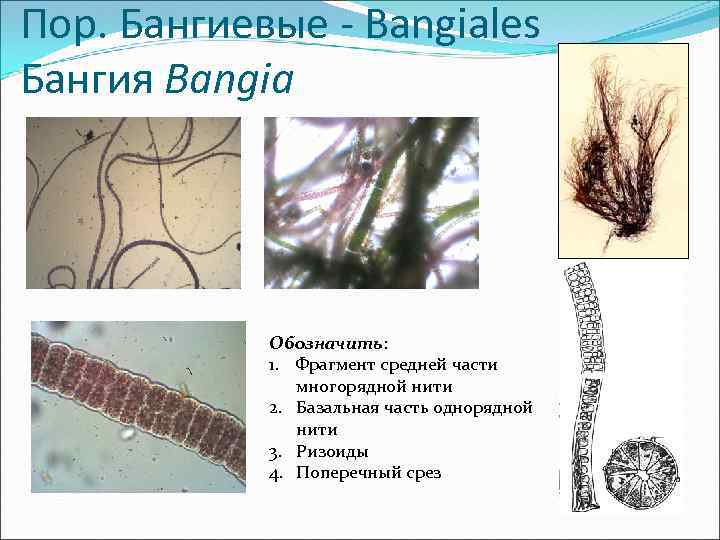 Пор. Бангиевые - Bangiales Бангия Bangia Обозначить: 1. Фрагмент средней части многорядной нити 2.