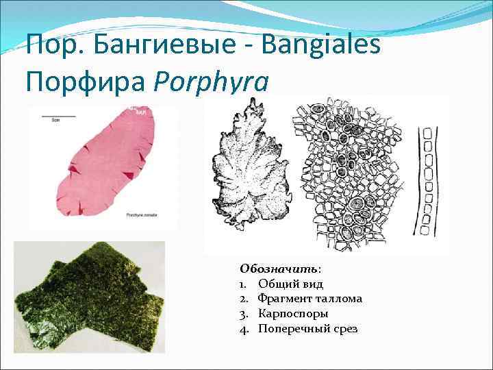 Пор. Бангиевые - Bangiales Порфира Porphyra Обозначить: 1. Общий вид 2. Фрагмент таллома 3.