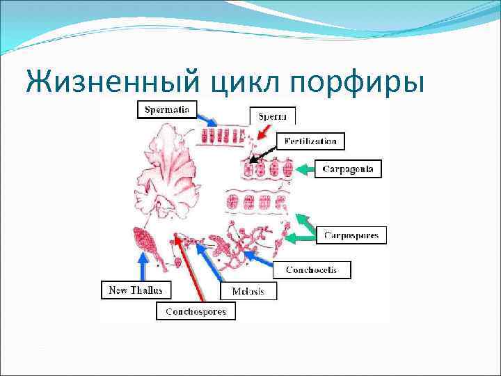 Жизненный цикл порфиры 