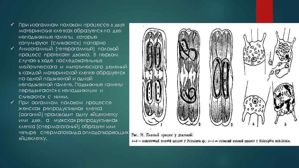ü При изогамном половом процессе в двух материнских клетках образуется по две неподвижные гаметы,