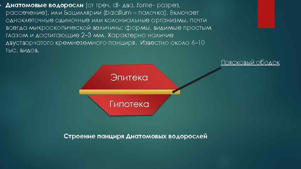  Диатомовые водоросли (от греч. di- два, tome- разрез, рассечение), или Бациллярии (bacillum –