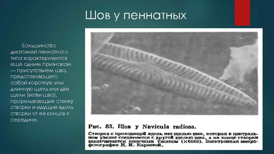Шов у пеннатных Большинство диатомей пеннатного типа характеризуется еще одним признаком — присутствием шва,