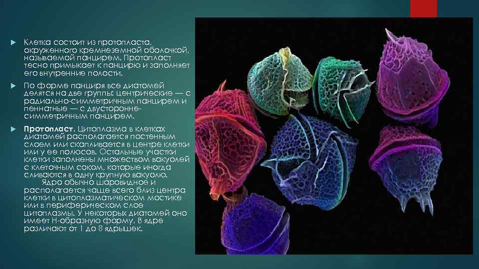  Клетка состоит из протопласта, окруженного кремнеземной оболочкой, называемой панцирем. Протопласт тесно примыкает к