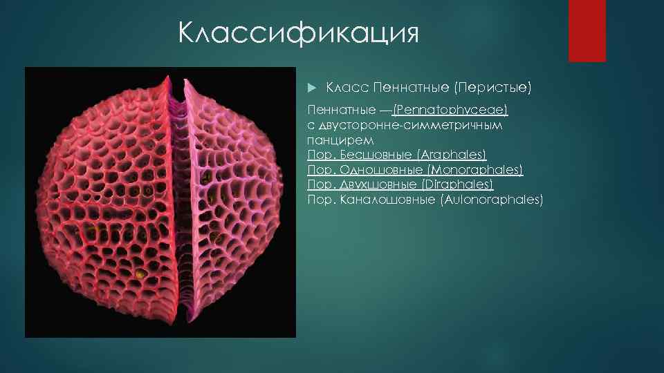 Классификация Класс Пеннатные (Перистые) Пеннатные —(Pennatophyceae) с двусторонне-симметричным панцирем Пор. Бесшовные (Araphales) Пор. Одношовные