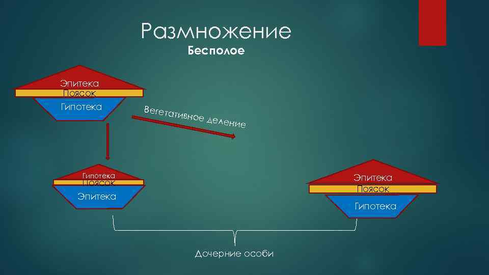Размножение Бесполое Эпитека Поясок Гипотека Вегета тивное делени е Гипотека Эпитека Поясок Эпитека Гипотека