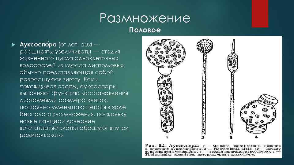 Размножение Половое Ауксоспо ра (от лат. auxi — расширять, увеличивать) — стадия жизненного цикла