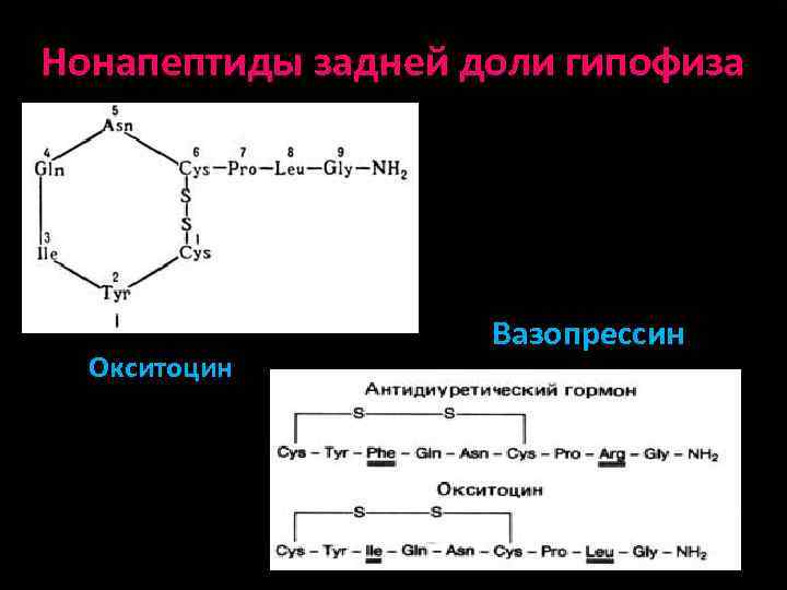 Нонапептиды задней доли гипофиза Окситоцин Вазопрессин 