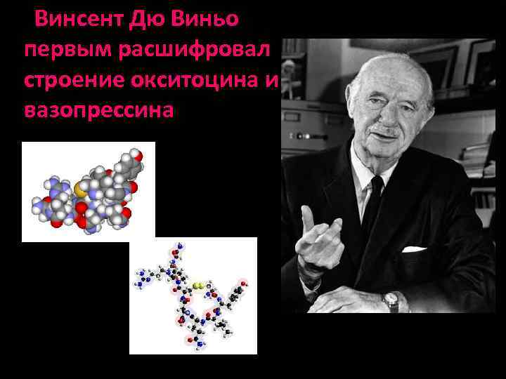 Винсент Дю Виньо первым расшифровал строение окситоцина и вазопрессина 