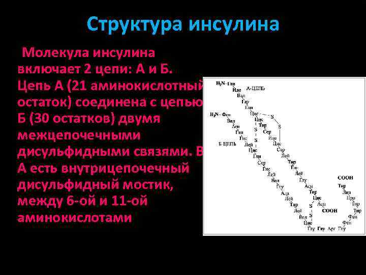 Структура инсулина Молекула инсулина включает 2 цепи: А и Б. Цепь А (21 аминокислотный