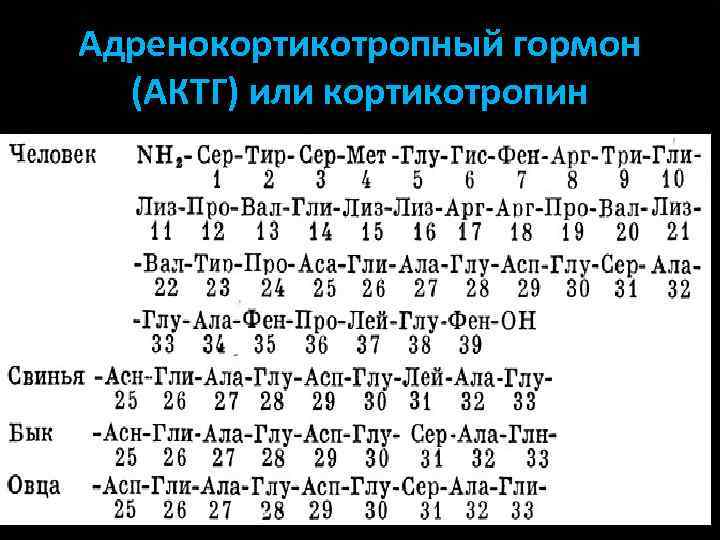 Адренокортикотропный гормон (АКТГ) или кортикотропин 