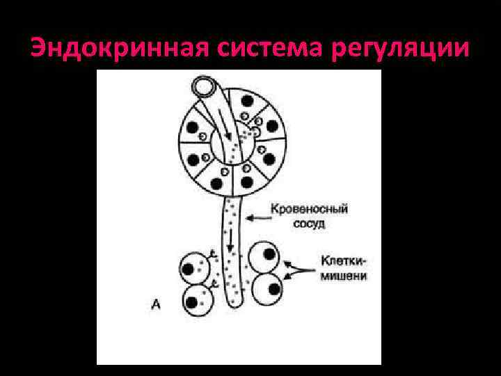 Эндокринная система регуляции 