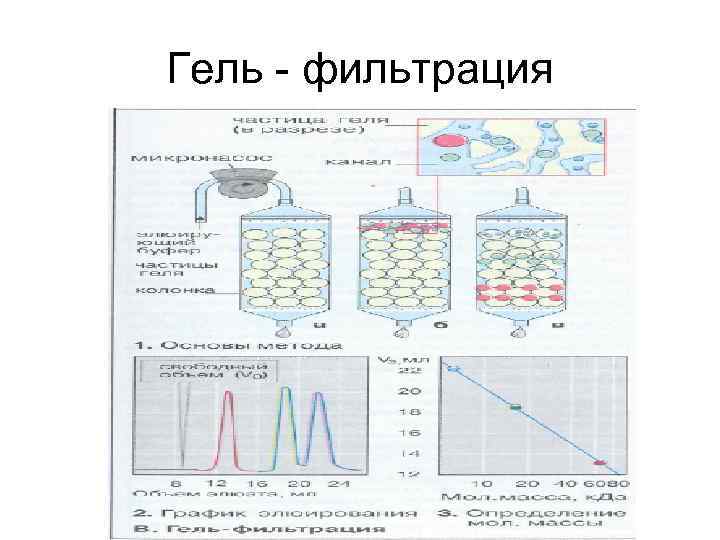 Метод гель фильтрации