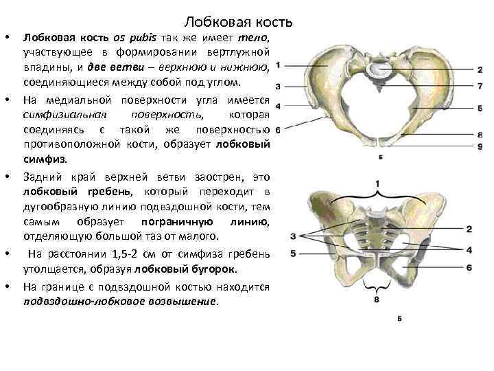 Болят кости лобковые причины