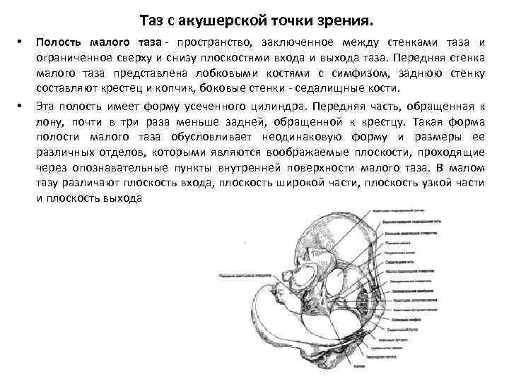 Таз с акушерской точки зрения. Строение женского таза с акушерской точки. Таз с акушерской точки зрения Размеры плоскости. Малый таз с акушерской точки зрения. Размеры плоскостей таза в акушерстве.