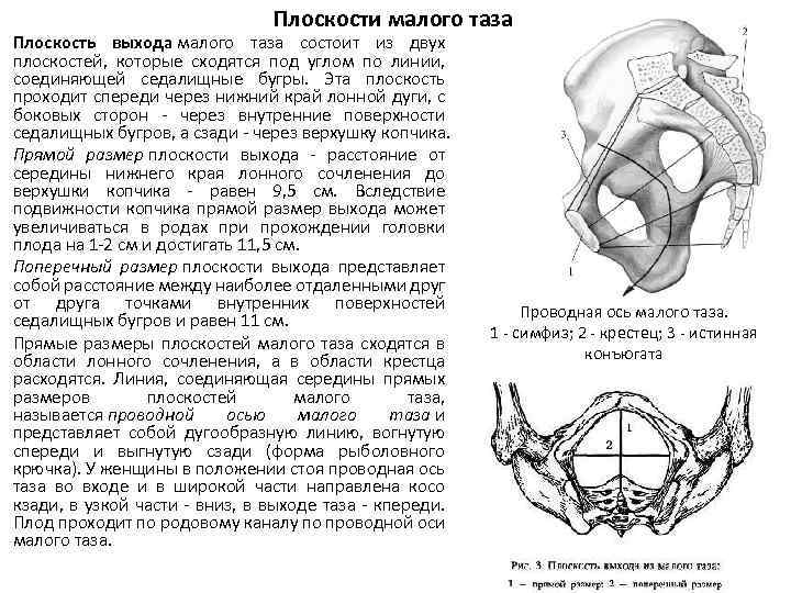 Плоскости таза