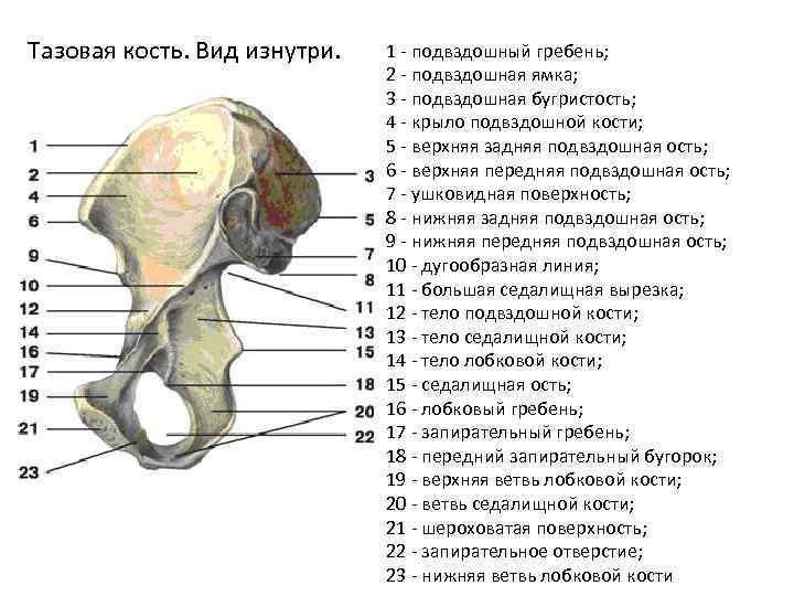 1 подвздошная кость. Строение таза подвздошная кость. Гребень подвздошная кость анатомия. Подвздошная кость передняя верхняя ость. Строение подвздошной кости анатомия.