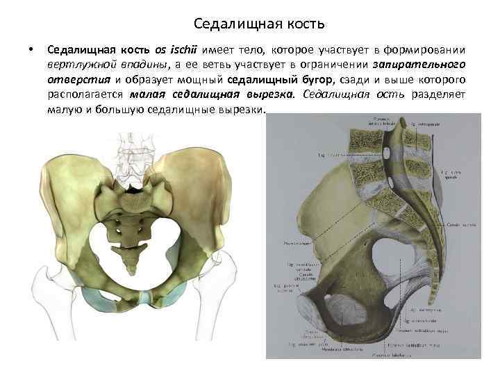 Седалищный бугор