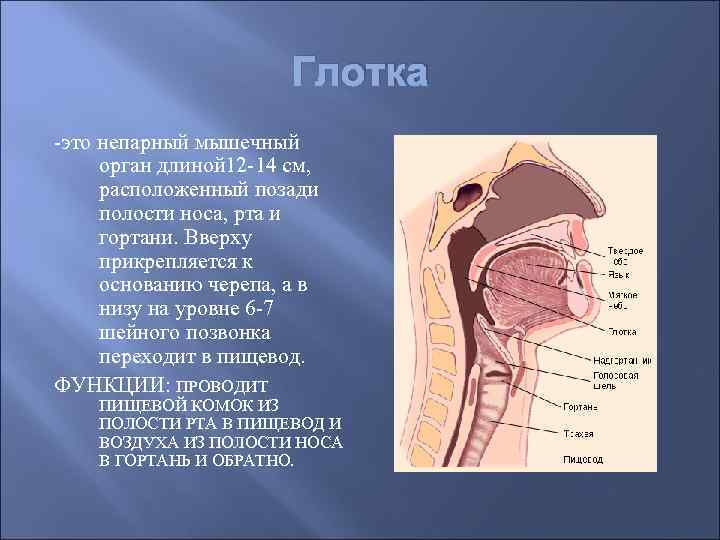Схема глотки. Анатомия ротовой полости гортани. Строение пищевода полости рта. Пищеварительная система ротовая полость глотка.