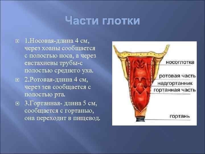 Строение полости рта и глотки