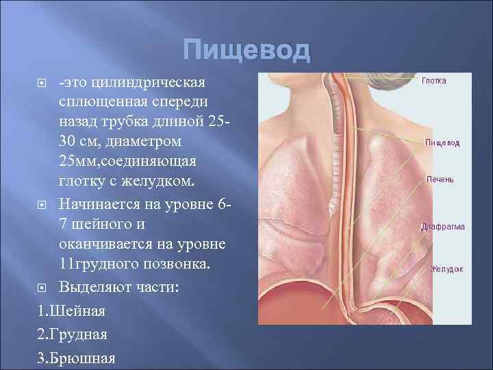 Пищевод -это цилиндрическая сплющенная спереди назад трубка длиной 2530 см, диаметром 25 мм, соединяющая