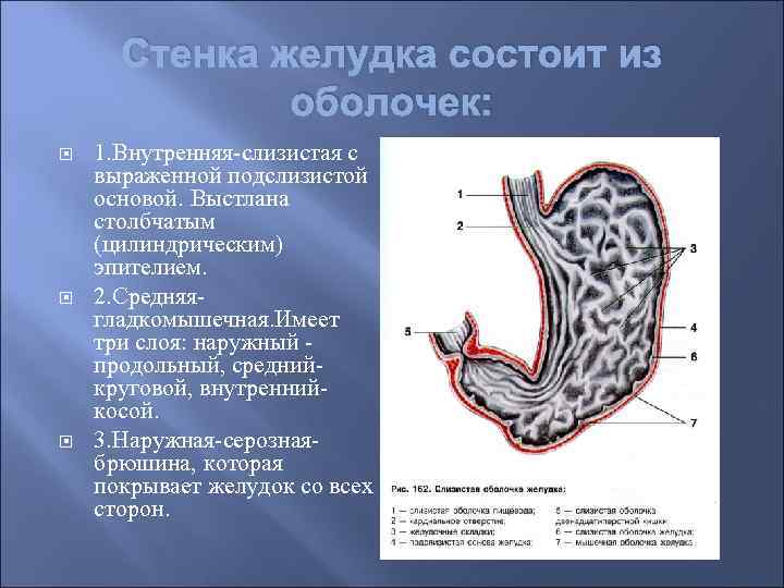 Укажите стенки желудка