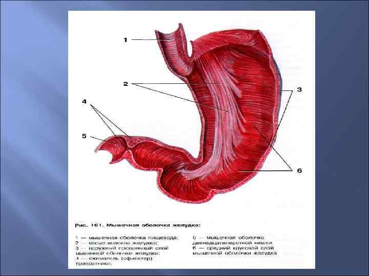 Рот пищевод желудок кишечник