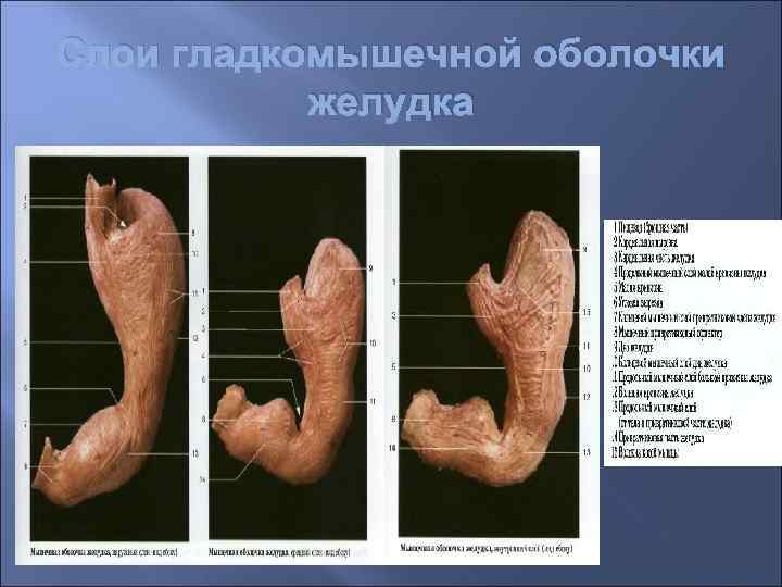 Строение полости рта человека фото и глотки