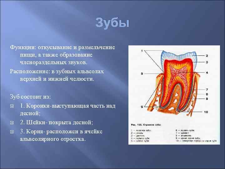 Зубы Функции: откусывание и размельчение пищи, а также образование членораздельных звуков. Расположение: в зубных