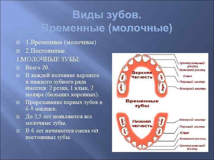 Как называется зуб после