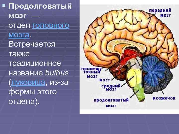 Продолговатый отдел мозга строение. Отделы мозга продолговатый мозг. Название отделов головного мозга. Продолговатый мозг и мост. За что отвечает продолговатый мозг.