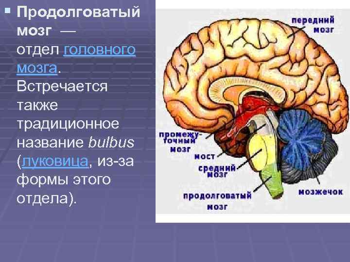 Продолговатый мозг входит в состав