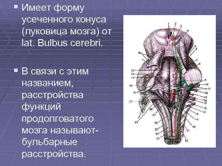 Капилляр щитовидной железы продолговатый мозг. Продолговатый мозг Бульбус. Луковично Бугорный путь продолговатого мозга. Оливы продолговатого мозга. Продолговатый мозг Bulbus Cerebri.