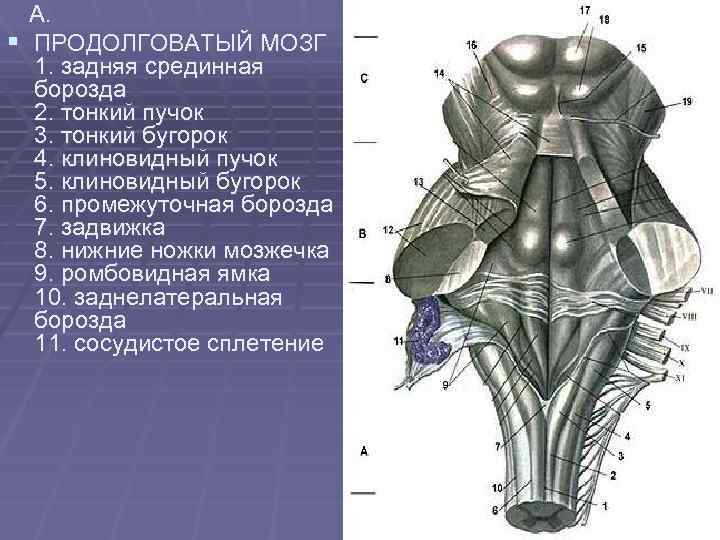 Картинки из дорсальной