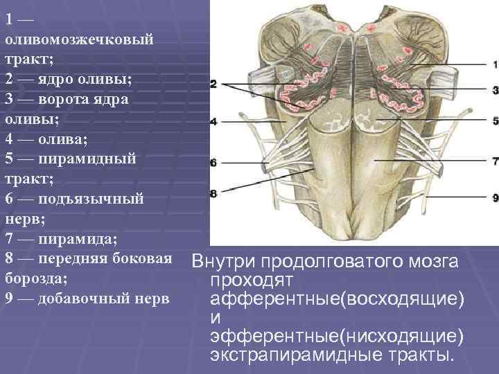 Ядра черепных нервов продолговатого мозга