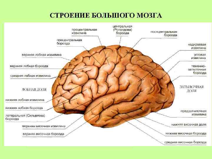 СТРОЕНИЕ БОЛЬШОГО МОЗГА 