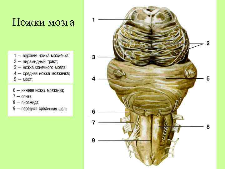 Ножки мозга отдел