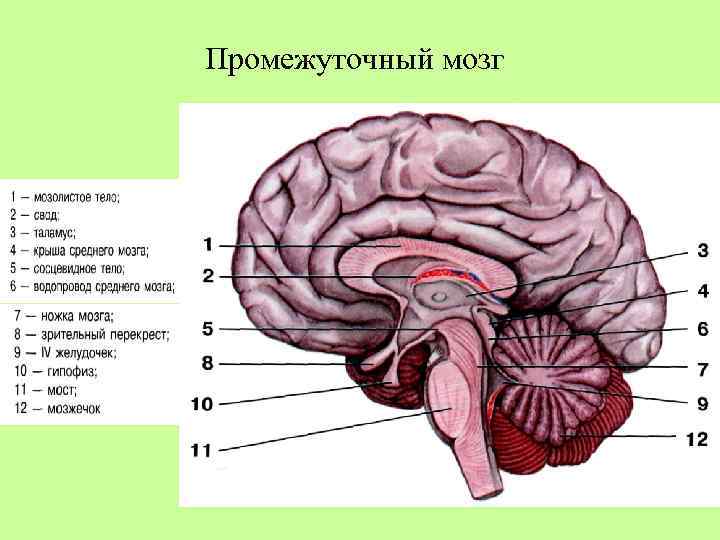 Какой цифрой на рисунке обозначен продолговатый мозг