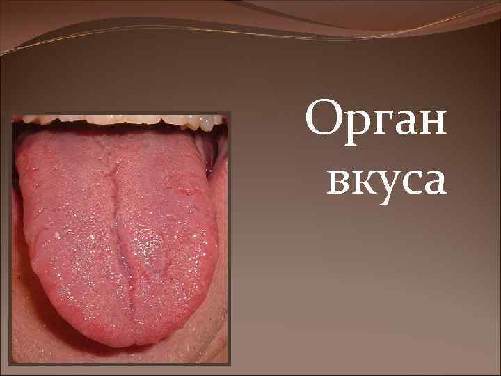 Орган вкуса 