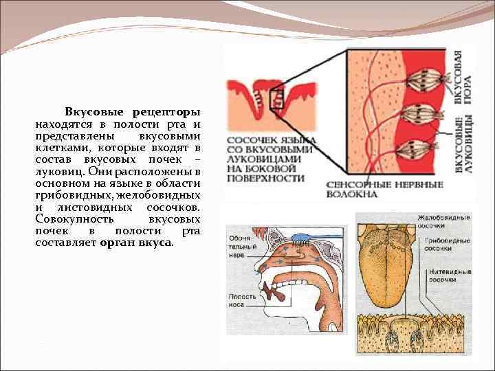 Рецепторы располагающиеся в коже