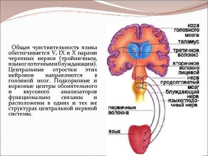 Общая чувствительность языка обеспечивается V, IX и X парами черепных нервов (тройничным, языкоглоточным и