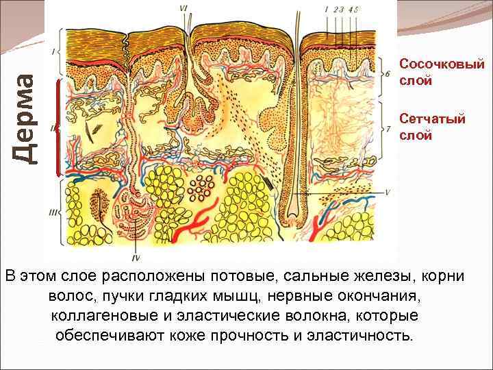 Дерма Сосочковый слой Сетчатый слой В этом слое расположены потовые, сальные железы, корни волос,