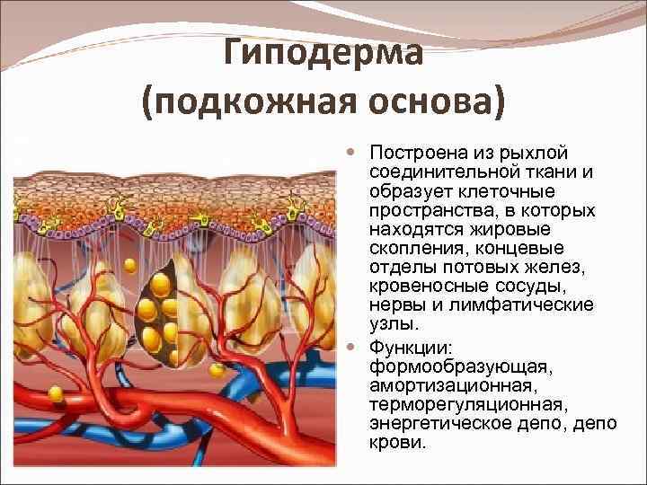 Гиподерма (подкожная основа) Построена из рыхлой соединительной ткани и образует клеточные пространства, в которых