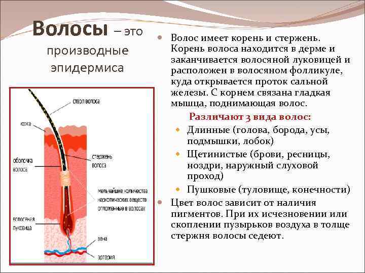 Волосы – это производные эпидермиса Волос имеет корень и стержень. Корень волоса находится в