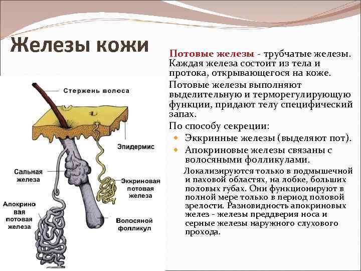 Железы кожи Потовые железы - трубчатые железы. Каждая железа состоит из тела и протока,